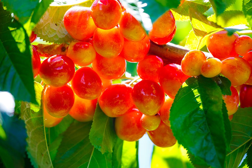 Cherries on the branch, Yakima, Washington State, USA.